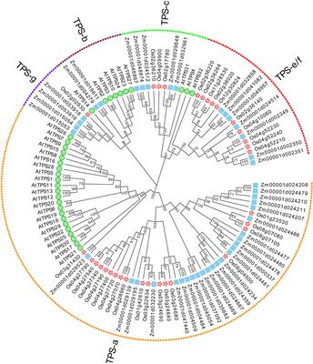 Identification and functional analysis of ZmDLS associated with the response to biotic stress in maize